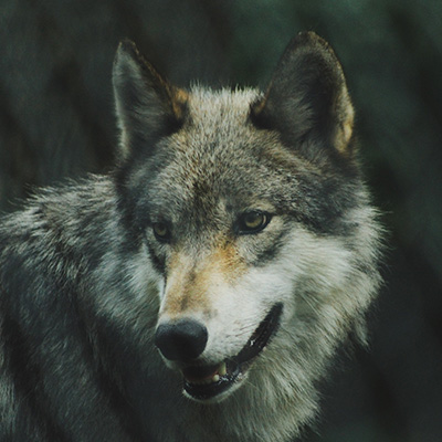 Lobo